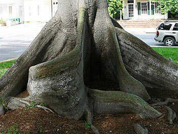 Kapok Tree Trunk