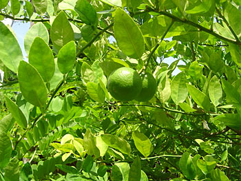 Key Lime Tree